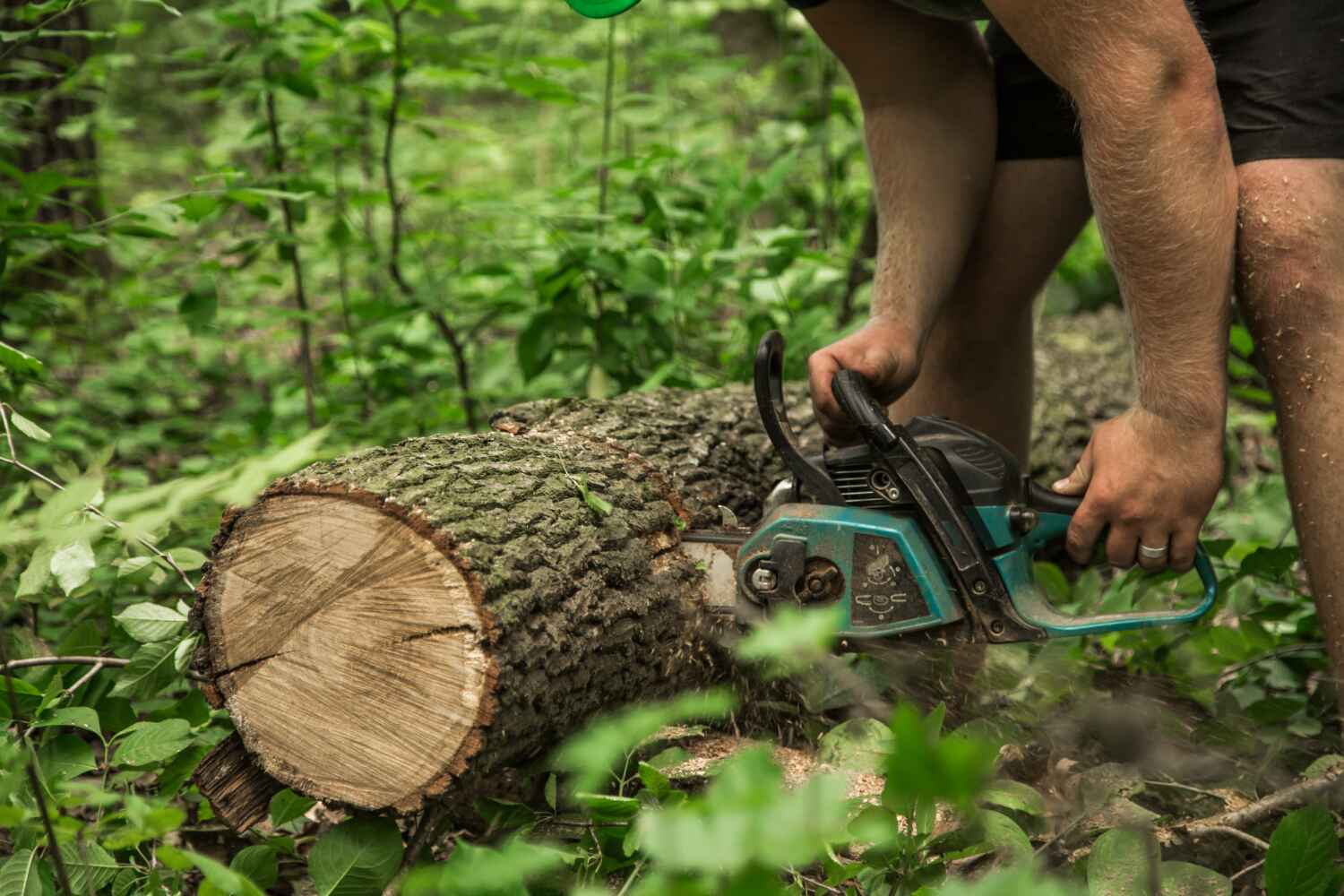 Emergency Storm Tree Removal in Island Heights, NJ